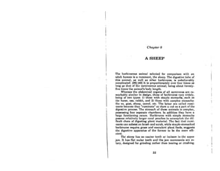 Chapter 5
A SHEEP
The herbivorous animal Rclected for compariRon with on
ndul.t humnn is Q ruminnnt, the sheep. The digestive tube of
this animal, as well as other herbivores, is unbelievably
complicated. [36J [49J It is proportionately over four timo8 a8
lonl{ aa that of the cnrnivorouA nnimal, bcing about twenty-
five lime8 the animal's body length.
Whereas the abdominal orgAns of all carnivores are re-
markably similar in design, tho8e of herbivores vary widely,
beinl{ of two types: 1) thosc with simple Atomachs, Ruch RR
the horse, aS8, rabbit, nnd 2) thORO with complex Rtomnchs:
the ox, goat, sheep, camel, etc. The latter Are called rumi-
nants becau8e they "ruminate" or chew a cud a8 a part of lhe
digestive process. The stomach of these animals iR complex,
possessing four separate chambcrs. In addition they have a
large functioning cecum. Herbivores with simple stomachs
possess relatively larger cecnl pouches to nccomplish lhe dif-
ficult chore of digesting plant material. The fact that rumi-
nants cnn subsist on brush and scrub, while simple-stomached
herbivores require grass and 8ucculent plant foods, suggests
the digestive apparatus of the former to be the more effi-
cient.
Tf1(.~ sheep has no canine teeth or incisors in the upper
jaw. It has flat molar teeth and the jaw movements are ro-
tary, designed for grinding rather than tearing or crushing.
33
 