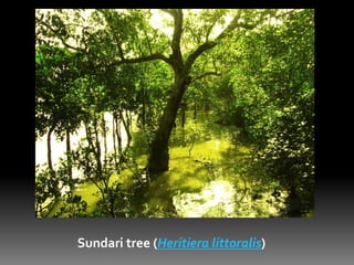 Sundari Tree Timber The sundarbans | PPTX