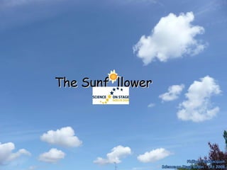 The Sunf  llower 