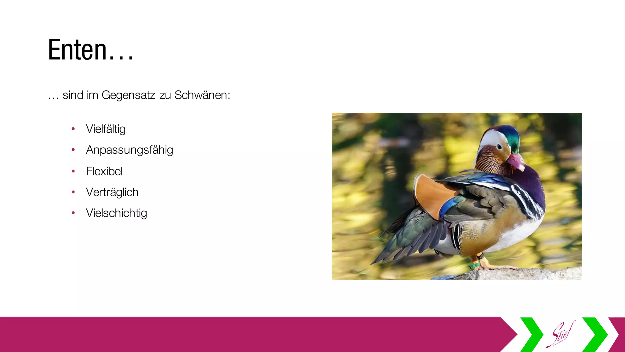 … sind im Gegensatz zu Schwänen:
• Vielfältig
• Anpassungsfähig
• Flexibel
• Verträglich
• Vielschichtig
Enten…
 