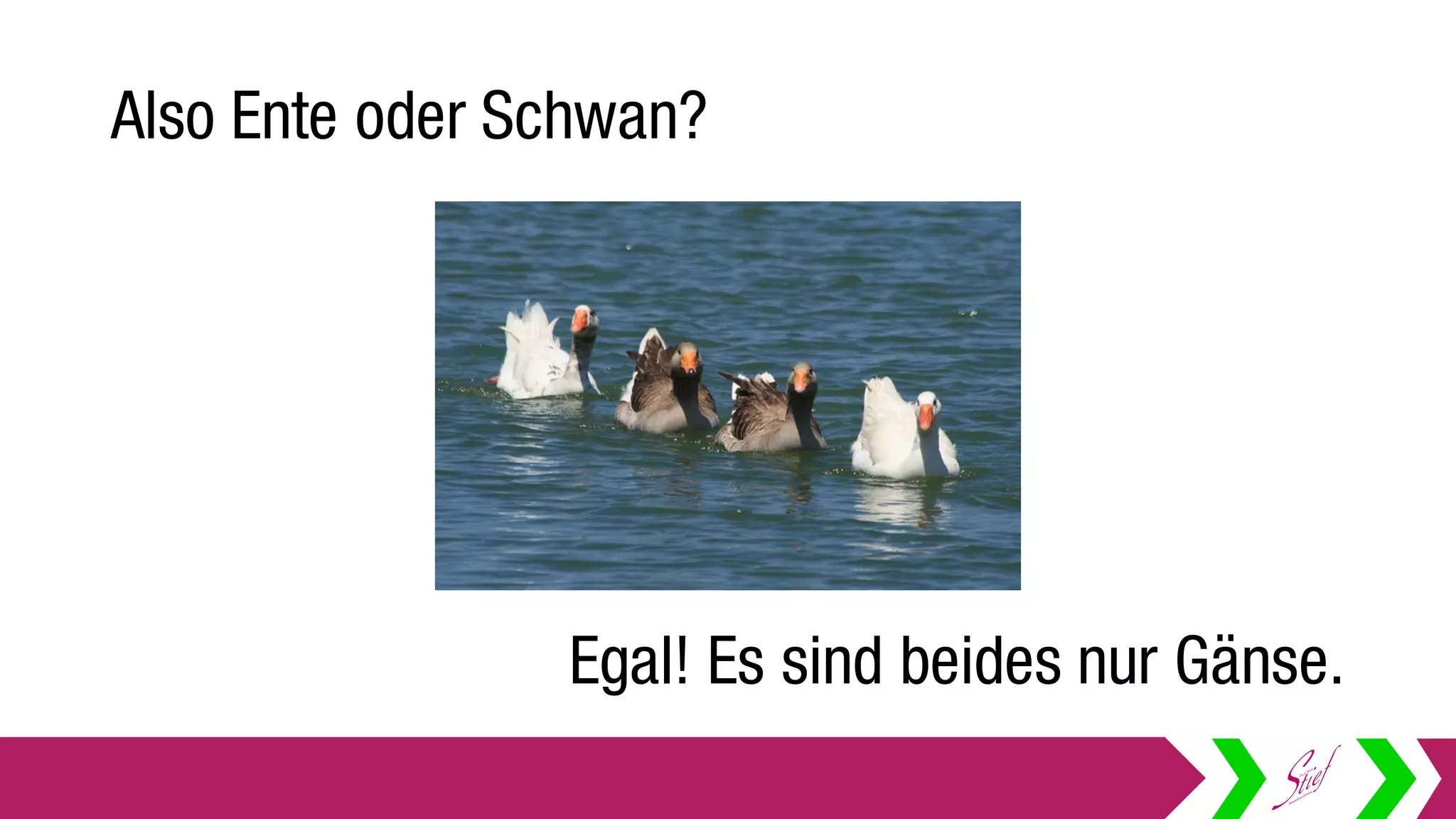 Also Ente oder Schwan?
Egal! Es sind beides nur Gänse.
 