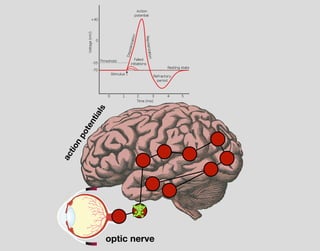 optic nerve
actionpotentials
 