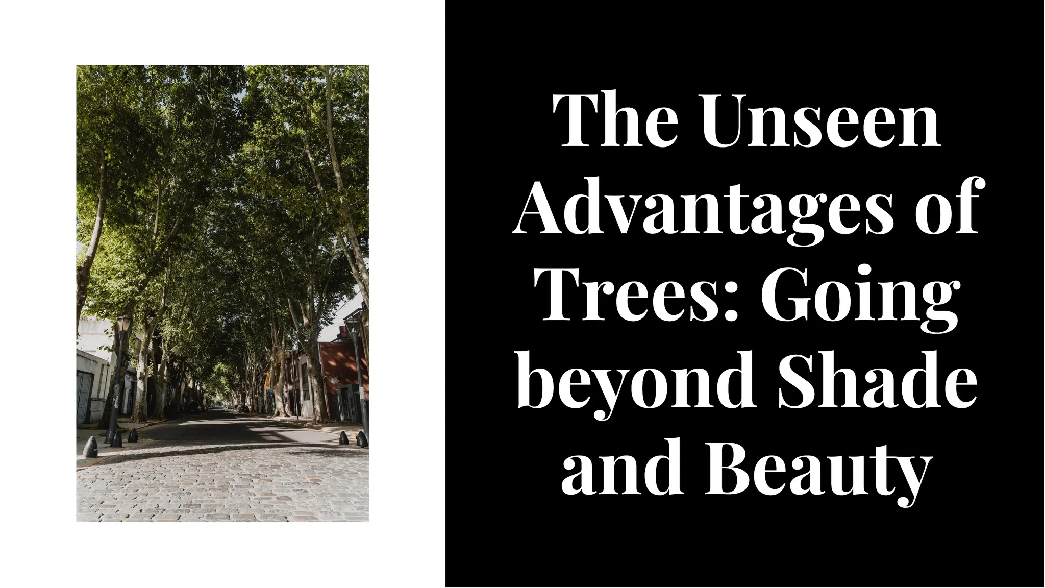 The Hidden Benefits of Trees Beyond Shade and Beauty PPT