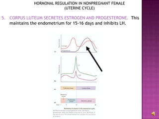 HORMONAL REGULATION IN NONPREGNANT FEMALE(UTERINE CYCLE)CORPUS LUTEUM SECRETES ESTROGEN AND PROGESTERONE.  This maintains the endometrium for 15-16 days and inhibits LH.