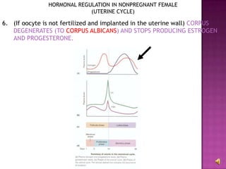 HORMONAL REGULATION IN NONPREGNANT FEMALE(UTERINE CYCLE)(If oocyte is not fertilized and implanted in the uterine wall) CORPUS DEGENERATES (TO CORPUS ALBICANS) AND STOPS PRODUCING ESTROGEN AND PROGESTERONE.