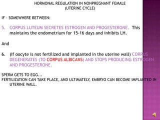 HORMONAL REGULATION IN NONPREGNANT FEMALE(UTERINE CYCLE)IF – SOMEWHERE BETWEEN:CORPUS LUTEUM SECRETES ESTROGEN AND PROGESTERONE.  This maintains the endometrium for 15-16 days and inhibits LH.And (If oocyte is not fertilized and implanted in the uterine wall) CORPUS DEGENERATES (TO CORPUS ALBICANS) AND STOPS PRODUCING ESTROGEN AND PROGESTERONE.SPERM GETS TO EGG...FERTILIZATION CAN TAKE PLACE, AND ULTIMATELY, EMBRYO CAN BECOME IMPLANTED IN UTERINE WALL.
