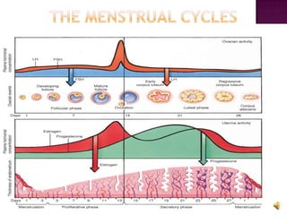 7THE MENSTRUAL CYCLES