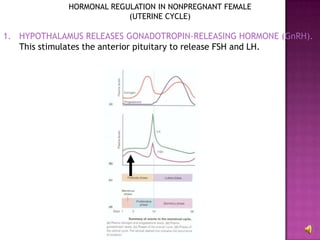 HORMONAL REGULATION IN NONPREGNANT FEMALE(UTERINE CYCLE)HYPOTHALAMUS RELEASES GONADOTROPIN-RELEASING HORMONE (GnRH).  This stimulates the anterior pituitary to release FSH and LH.