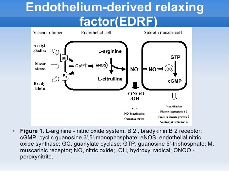 The Utility Of The Nitric Oxide Electrochemical Sensor In Biomedical
