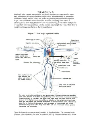 THE VEINS (Fig. 7)
Nearly all veins contain non-pulsatile blood and venous return mostly relies upon
body movement (including that of the lungs which, when expanded in inspiration,
tend to suck blood into the chest) and heartward pointing valves in some leg veins.
Major veins close to the heart show some pulsation caused by some reflux of
returning blood from the right atrium when it is contracting. Veins which lie between
two capillary networks constitute a portal system, for example the veins which deliver
blood from the gut capillaries to the liver capillaries.
Figure 8 shows the pressures at various sites in the circulation. The pressure in the
systemic veins just above the heart is usually 0 mm Hg. Distension of the neck veins
 