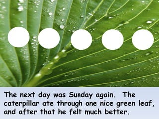 The next day was Sunday again. The
caterpillar ate through one nice green leaf,
and after that he felt much better.
 