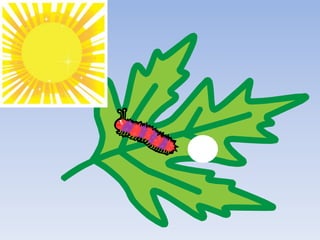 The very-hungry-caterpillar