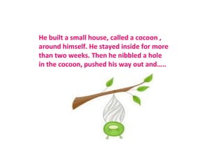 He built a small house, called a cocoon ,
around himself. He stayed inside for more
than two weeks. Then he nibbled a hole
in the cocoon, pushed his way out and…..
 