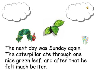 The next day was Sunday again.
The caterpillar ate through one
nice green leaf, and after that he
felt much better.
 