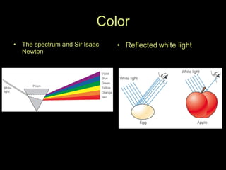 Color The spectrum and Sir Isaac Newton Reflected white light 