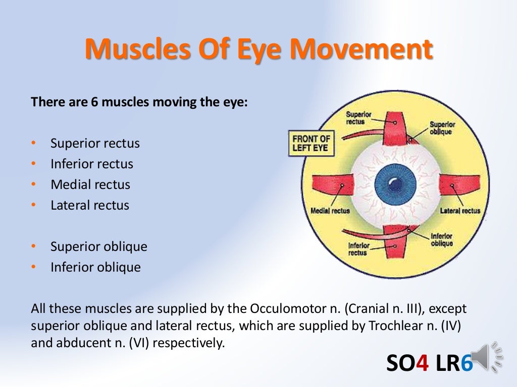 The Visual System Biology Diagrams