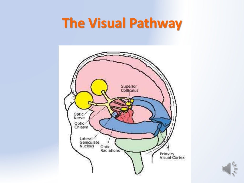 The Visual System
