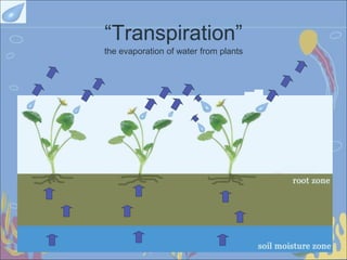 “Transpiration”
the evaporation of water from plants
 