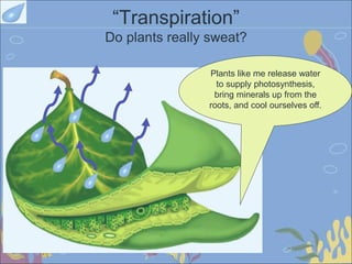“Transpiration”
Do plants really sweat?
Plants like me release water
to supply photosynthesis,
bring minerals up from the
roots, and cool ourselves off.
 