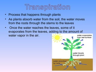 Process that happens through plants As plants absorb water from the soil, the water moves from the roots through the stems to the leaves Once the water reaches the leaves, some of it evaporates from the leaves, adding to the amount of water vapor in the air. 