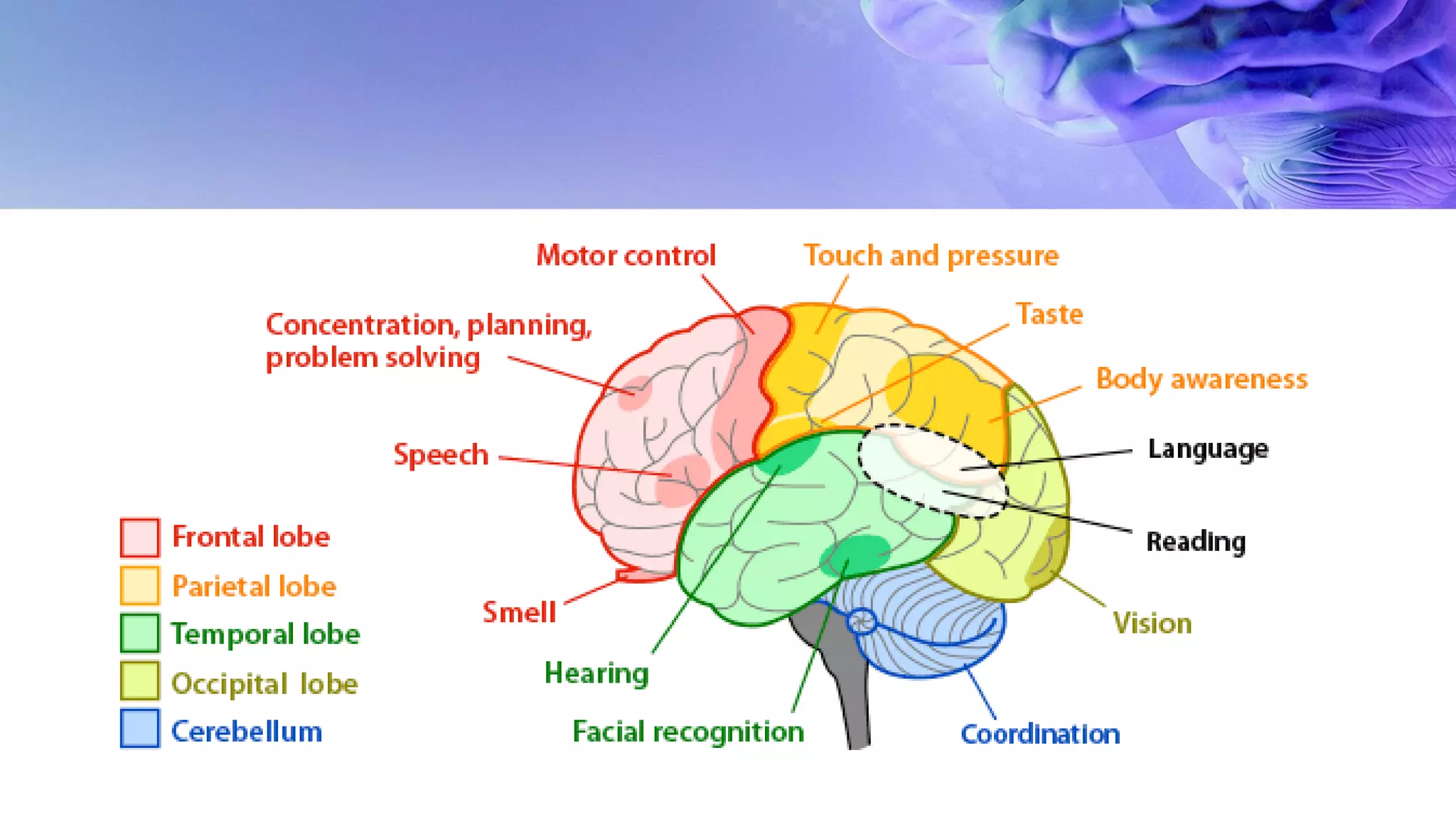 WHAT IS THE WHOLE BRAIN THEORY visual data 6