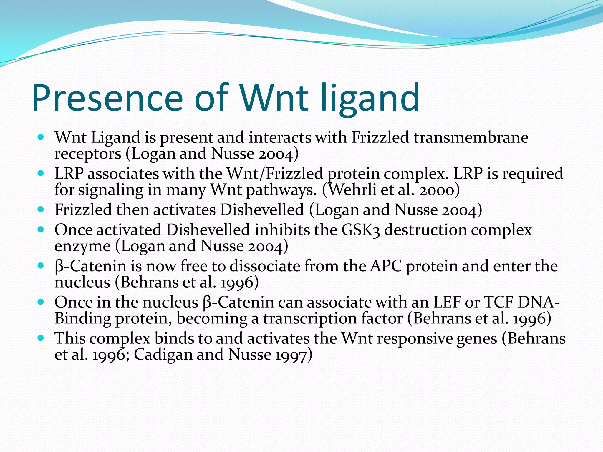 Curated visual reference: Picture Idea: The Wnt Signaling Pathway Β Catenin