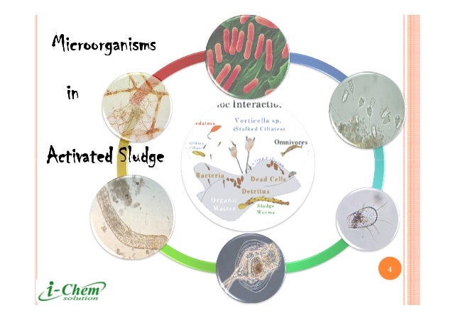 The world-of-activated-sludge