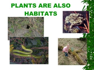 PLANTS ARE ALSO HABITATS 