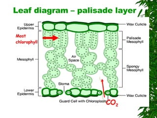 Leaf diagram – palisade layer CO 2 Most chlorophyll 