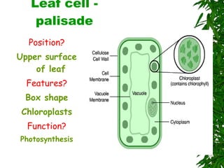 Leaf cell - palisade Position? Upper surface of leaf Features? Box shape Chloroplasts Function? Photosynthesis 