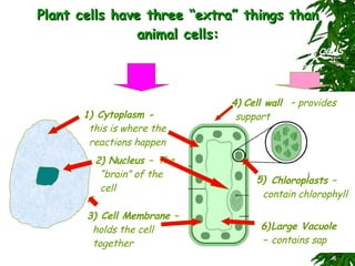 Plant cells have three “extra” things than animal cells: Both types of cell have these: Only plant cells have these: 4) Cell wall   – provides support Large Vacuole –  contains sap Chloroplasts –  contain chlorophyll 1) 5) 6) 2) 3) Cell Membrane –  holds the cell together Cytoplasm -  this is where the reactions happen Nucleus –  The “brain” of the cell 