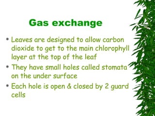 Gas exchange  Leaves are designed to allow carbon dioxide to get to the main chlorophyll layer at the top of the leaf They have small holes called stomata on the under surface Each hole is open & closed by 2 guard cells  