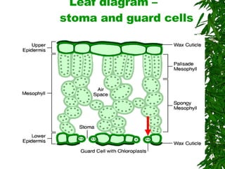 Leaf diagram –  stoma and guard cells 