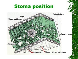 Stoma position 