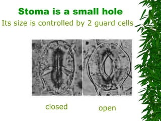 Stoma is a small hole Its size is controlled by 2 guard cells closed open 