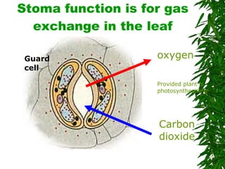 Stoma function is for gas exchange in the leaf Carbon dioxide oxygen Guard cell Provided plant is photosynthesising 