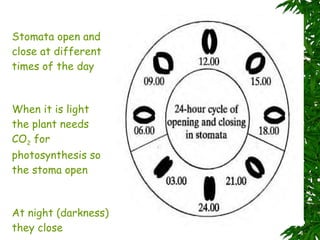 Stomata open and close at different times of the day When it is light the plant needs CO 2  for photosynthesis so the stoma open At night (darkness) they close 