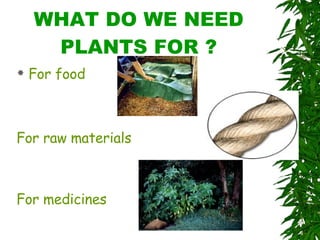 WHAT DO WE NEED PLANTS FOR ? For food For raw materials For medicines 