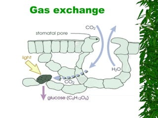 Gas exchange 