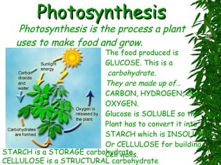 Photosynthesis A  Photosynthesis is the process a plant uses to make food and grow. The food produced is GLUCOSE. This is a carbohydrate. They are made up of… CARBON, HYDROGEN, and OXYGEN. Glucose is SOLUBLE so the Plant has to convert it into STARCH which is INSOLUBLE Or CELLULOSE for building Cell walls. STARCH is a STORAGE carbohydrate CELLULOSE is a STRUCTURAL carbohydrate 