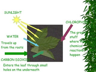 Four things are needed for photosynthesis: Travels up from the roots WATER CARBON DIOXIDE Enters the leaf through small holes on the underneath SUNLIGHT Gives the plant energy CHLOROPHYLL The green stuff where the chemical reactions happen 