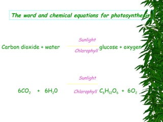 The word and chemical equations for photosynthesis: Carbon dioxide + water  glucose + oxygen 6CO 2   +  6H 2 0 C 6 H 12 O 6   +  6O 2 Sunlight Chlorophyll Sunlight Chlorophyll 