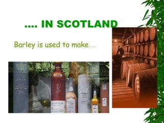 …. IN SCOTLAND Barley is used to make …. 