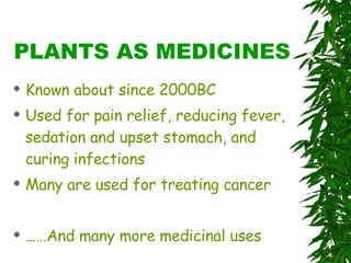 PLANTS AS MEDICINES Known about since 2000BC Used for pain relief, reducing fever, sedation and upset stomach, and curing infections Many are used for treating cancer ……And many more medicinal uses 