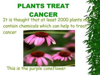 PLANTS TREAT CANCER It is thought that at least 2000 plants may contain chemicals which can help to treat cancer This is the purple coneflower 