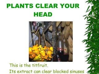 PLANTS CLEAR YOUR HEAD This is the titfruit.  Its extract can clear blocked sinuses 