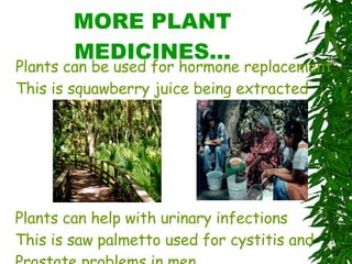 MORE PLANT MEDICINES… Plants can be used for hormone replacement This is squawberry juice being extracted Plants can help with urinary infections This is saw palmetto used for cystitis and  Prostate problems in men 