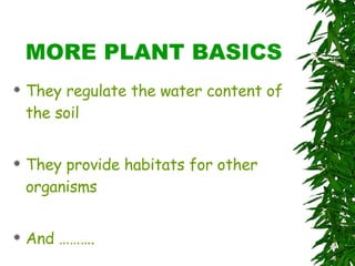 MORE PLANT BASICS They regulate the water content of the soil They provide habitats for other organisms And ………. 