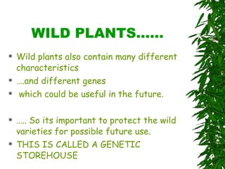 WILD PLANTS…… Wild plants also contain many different characteristics … .and different genes which could be useful in the future. … .. So its important to protect the wild varieties for possible future use. THIS IS CALLED A GENETIC STOREHOUSE 