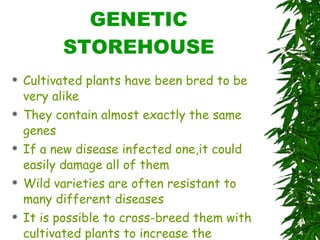 GENETIC STOREHOUSE Cultivated plants have been bred to be very alike They contain almost exactly the same genes If a new disease infected one,it could easily damage all of them Wild varieties are often resistant to many different diseases It is possible to cross-breed them with cultivated plants to increase the resistance to disease 